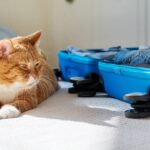 Packing luggage in suitcase, cat lying on bed